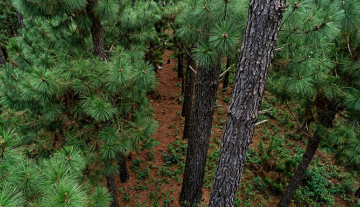 Duplicate this image make it look like trees of 2 3.png